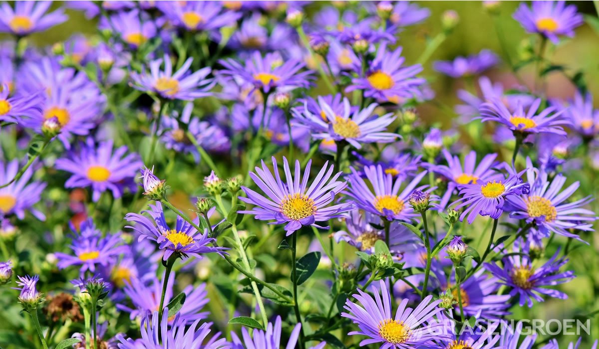 Aster • Gras en Groen website