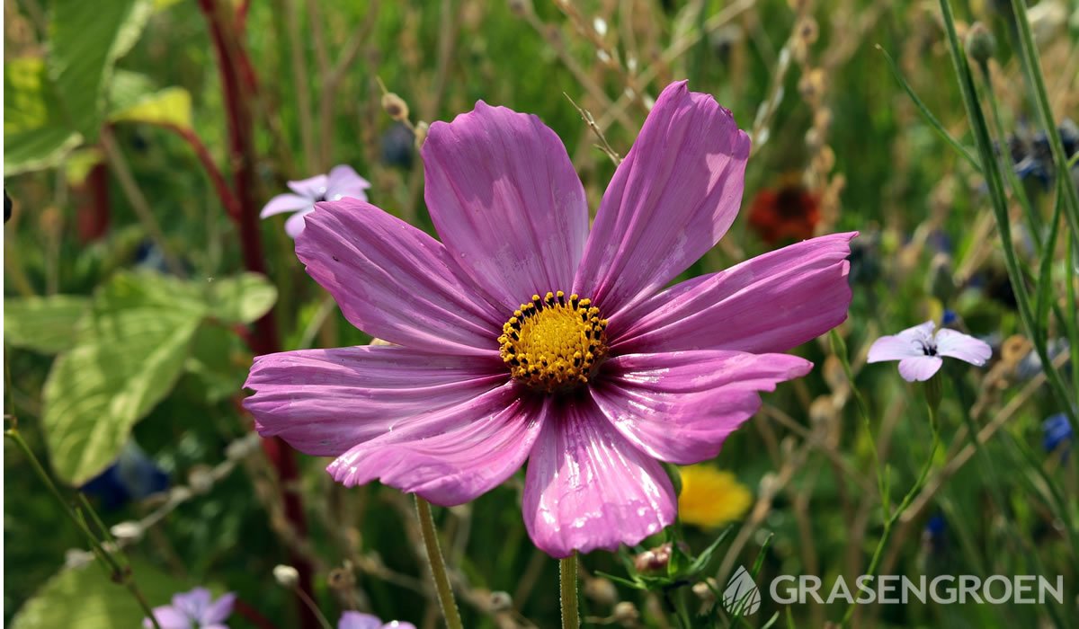 Cosmosbipinnatus • Gras en Groen website