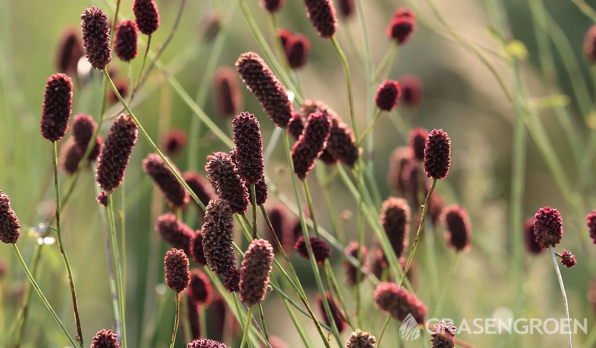 Sanguisorba • Gras en Groen website