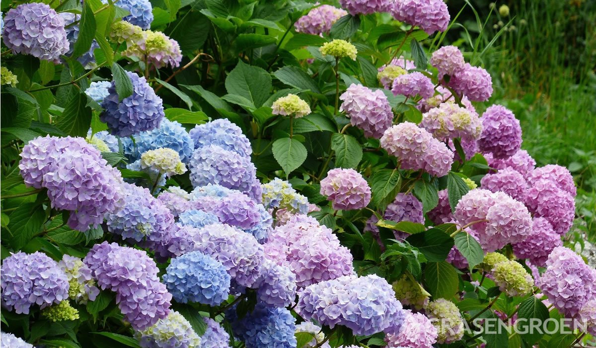 Hydrangeapaarsbloeiendeplant • Gras en Groen website