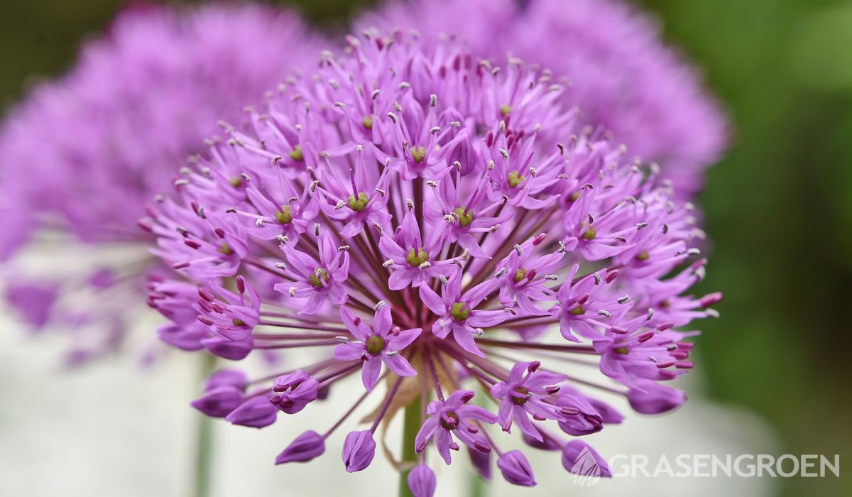 Alliumplukbloemen • Gras en Groen website