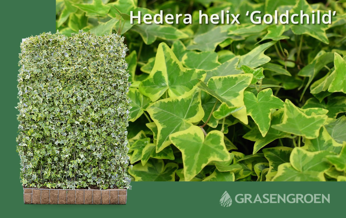 Hederaschutting3 • Gras en Groen website