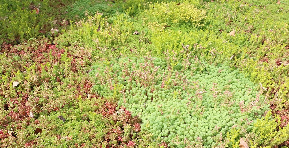 Offertesedum • Gras en Groen website