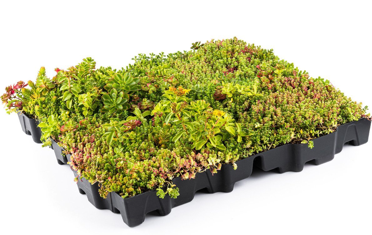 Sedumcassettes2 • Gras en Groen website