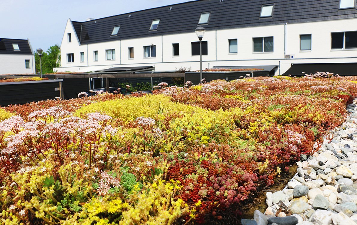Groendaksubsidiewaterschapaamaasmeierijstad1 • Gras en Groen website