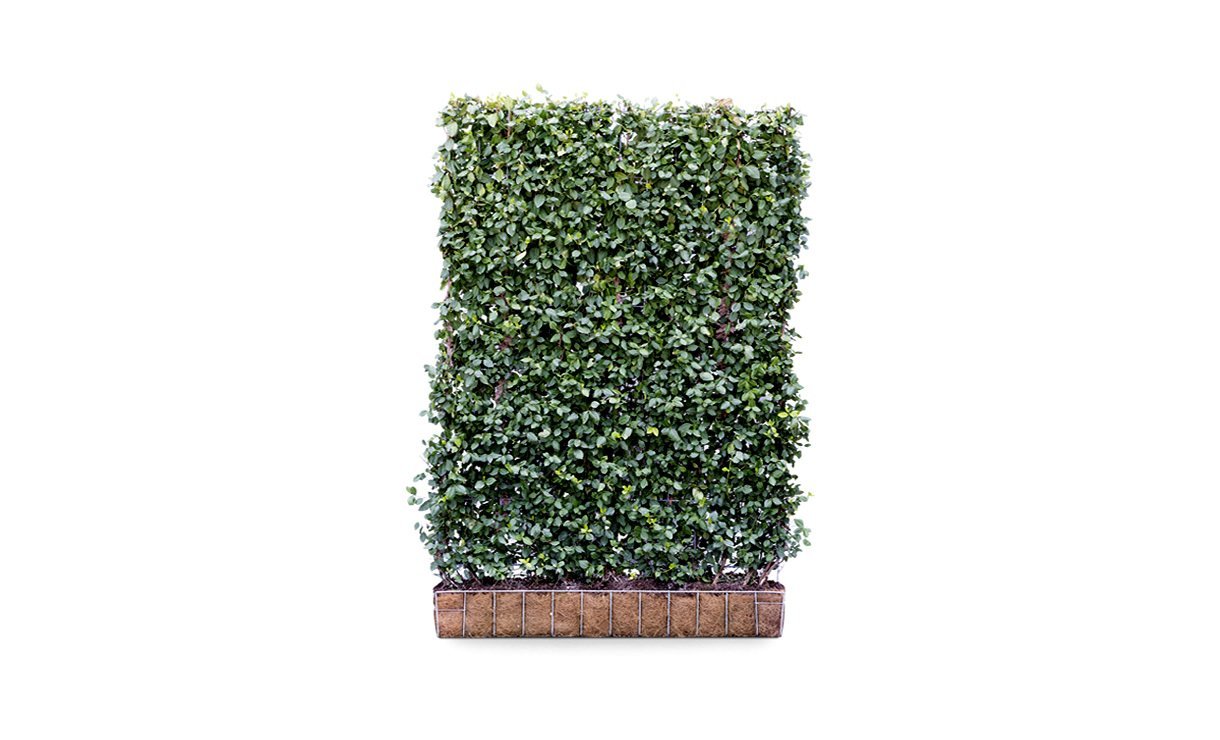 MedialibraryXmHdHD • Gras en Groen website