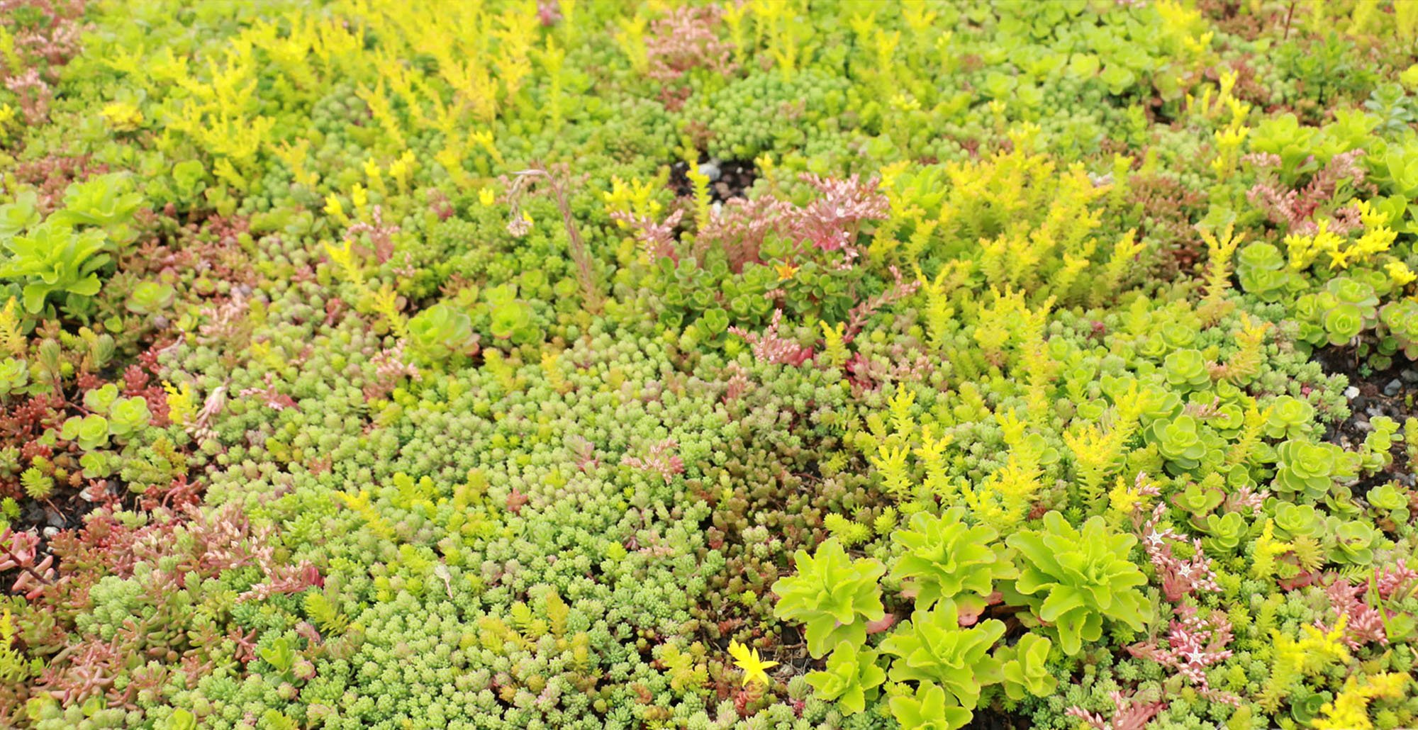Sedumdakencollectiefantoonderkinderenlaan17 • Gras en Groen website