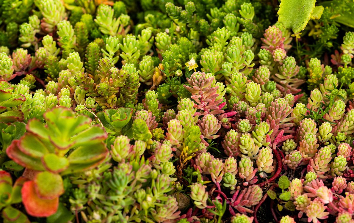 Sedumcassettes2 • Gras en Groen website