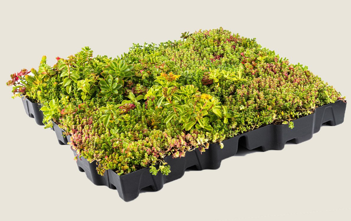 Sedumcassettes5 • Gras en Groen website